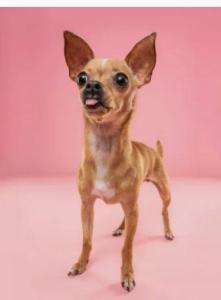 Wanted: WANT ANOTHER PUPPY ASAP