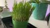 Organic Cat Grass Seeds (organic oat grass and wheatgrass seeds)