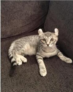 Beautiful Highland Lynx Kittens- 1 Female Left