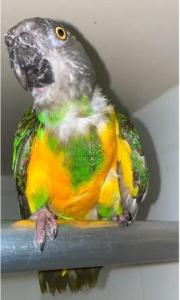 Male Senegal Parrot