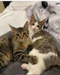 Two adorable 5 months old male kittens