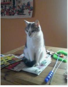 MAGNUM PETCARE - Pet visits for Scarborough area cats