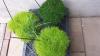 Premium Top quality Large bag of grass seed,