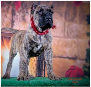 24k Gold Bull presents - UKC / FCI Presa Canario pups
