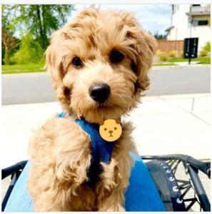 Golden & Apricot Cavapoo puppies