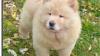 CHOW CHOW PUPPIES AKC REGISTERED