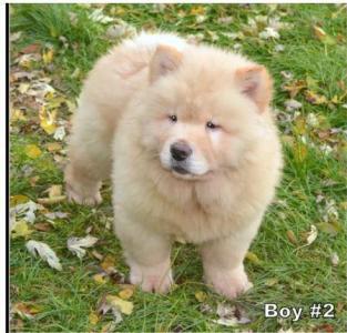 CHOW CHOW PUPPIES AKC REGISTERED