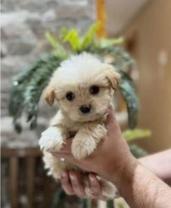 HAVANESE PUPPY (TEACUP)