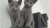 Russian blue kittens vaccinated