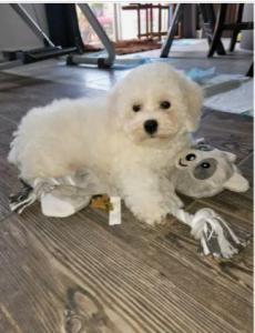 CKC Registered Bichon Frise Puppies