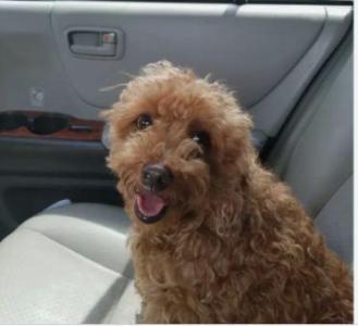 Professional Dog Trainer: Home Visits and Board & Train