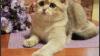 British shorthair boy. Gold NY25