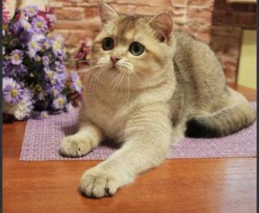 British shorthair boy. Gold NY25