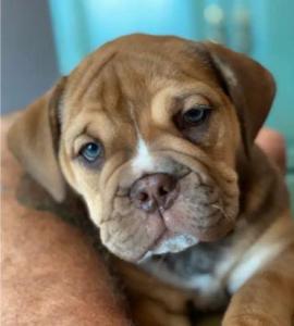 Olde English Bulldogges