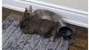 Wanted: Bunny fosters needed