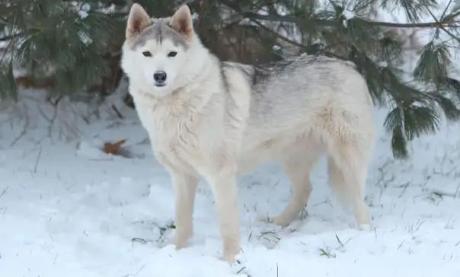 SIBERIAN HUSKIES PUPPIES - parents are Gorgeous and Healthy