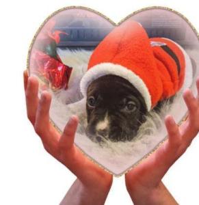 CHRISTMAS PUPS READY FOR THERE NEW HOME ..