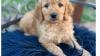 Goldendoodle Puppies