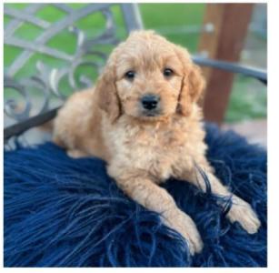 Goldendoodle Puppies