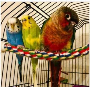 NAIL AND WING CLIPPING FOR YOUR BIRD! | TEXT 647 490 7156