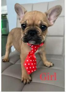 French Bulldog Puppies CKC Registered